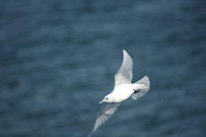 Gull, Ivory, 2008-01247832 Plymouth, MA